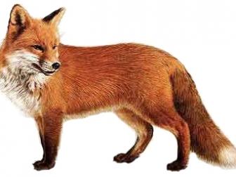 Obrázok líšky
